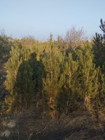 Şitillər: Satılır: iynəyarpaq şam ağacları (fidanlar) - Növ: Şam (Pinus) – — 2