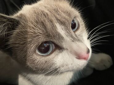 пушистая сиамская кошка: Отдам кошку в добрые руки из за переезда 💔
Девочка

What’s App
