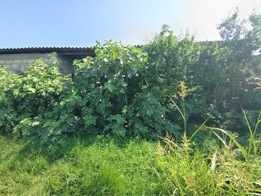 Torpaq sahələrinin satışı: 12 sot, Kupça (Çıxarış) — 10