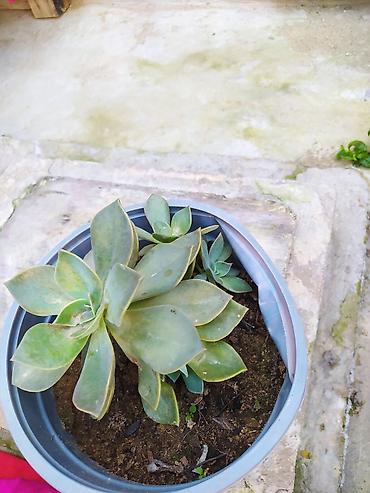 baki gence: Sukul­lent Echeveria (gül rozeti forması) – qablı dekorativ bitkilər — 5