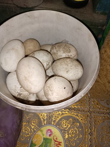 Башка жаныбарлар: Продаю гусиные яйца