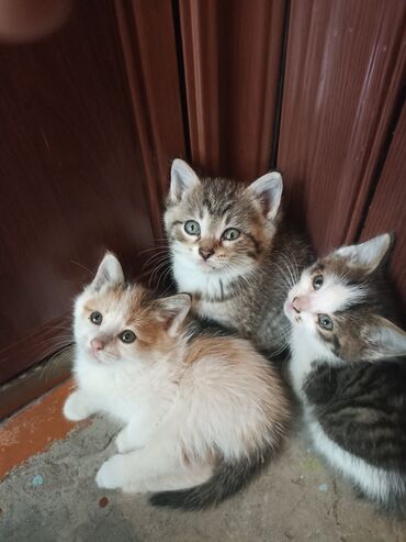 Срочно ищем добрых, ответственных хозяев для трёх котят! Родила