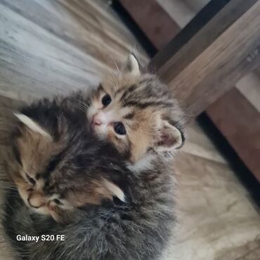 Akvarium aksessuar və ləvazimatları: Şotland, Erkək, Dişi, Yaxşı əllərə, Ünvandan götürmə
