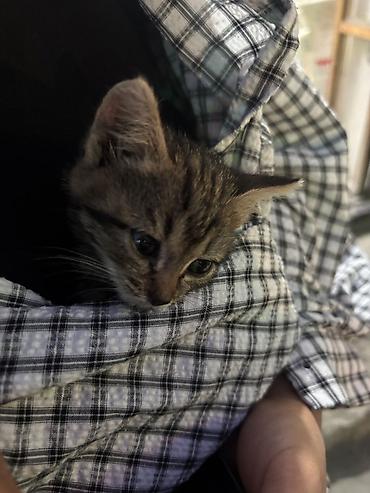 манчкин коты: Котёнок, полосатый табби - Маленький котёнок с короткой шерстью — 2