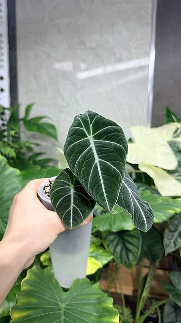 Диффенбахии: Диффенбахия Тропик Сноу 2000с Посажен в хороший грунт, не привозной — 9