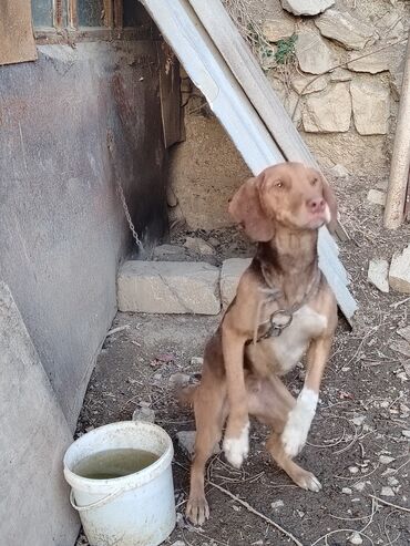 İtlər: Ov iti- ruski qonçil — 7