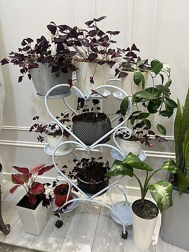 Драцены и Сансевиерии: Адаптированные пересаженные в горшках. Сансеvierия (Sansevieria — 48