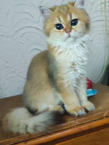 Qızıl şinşilla, Erkək, Dişi, Pulsuz çatdırılma lalafo.az -da Qızıl şinşilla, Erkək, Dişi, Pulsuz çatdırılma