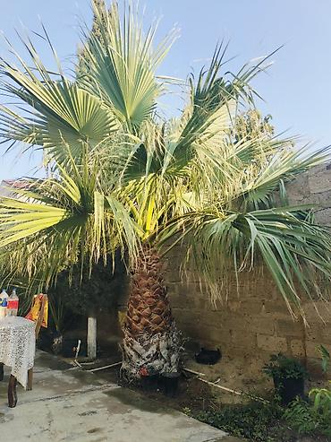 limon ağaçı: Palma ağacı 2 ədəd,biri balacadır,biri böyük.Böyük ağac hündürlüyü 2 — 4