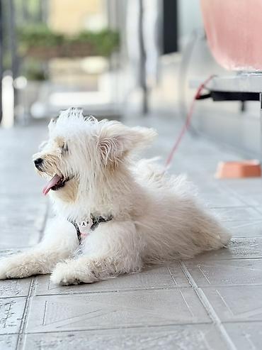 şirin it adları: Ağ tüklü, kiçik ölçülü it – sevimli yoldaş axtaranlar üçün ideal ev — 2