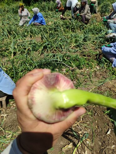 Другое оборудование для производства: Другое оборудование для производства