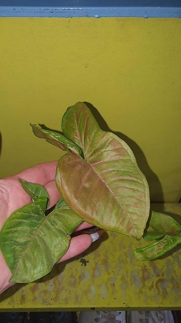 Другие комнатные растения: Продам комнатные цветы, в хорошем грунте, не тепличные, ухоженные — 13