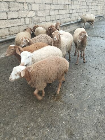 Qoyunlar, qoçlar: 10 eded quzu 4erkey və 6disi qiymət alıcıyla razılaşma yolu ile.Cox — 14