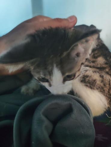 кошка беловодск: 🐾 Три маленькие жизни ищут свой дом… 🐾 У нас есть три котёнка — одна — 7
