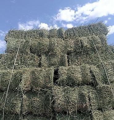 Продаю тюки большие хорошие at lalafo.kg Продаю тюки большие хорошие