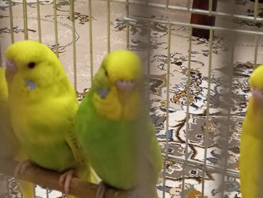 Tutuquşları: Çex tutuquşu balaları satılır 2 aylıqdırlar 3-ü birlikdə 56 manat — 3