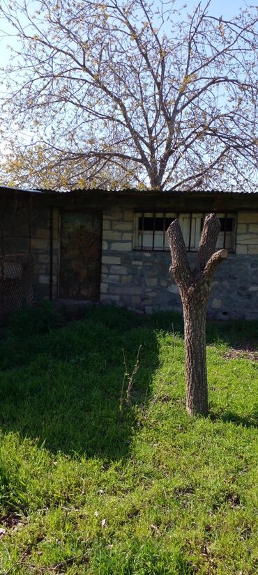 Həyət evləri və villaların satışı: Goranboy r-nu Nizami kəndi ( Gəncədən 15 km) 3 otaqlı ev ( böyük otağı -da lalafo.az — 11 Həyət evləri və villaların satışı: Goranboy r-nu Nizami kəndi ( Gəncədən 15 km) 3 otaqlı ev ( böyük otağı — 11