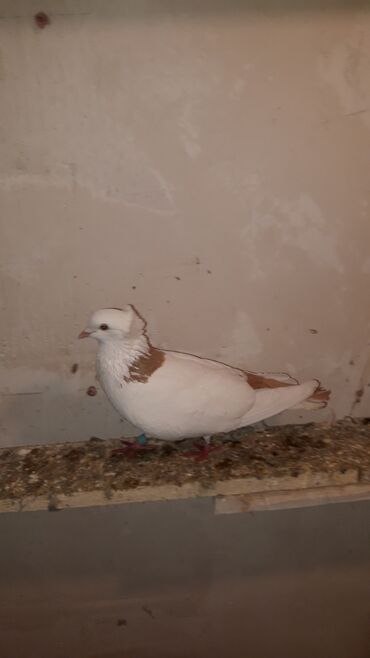 Göyərçinlər: Bawi kekili dizden cilpaq boynu qülü sari quyruqlar axi olanlarda var — 10