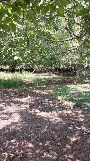 Torpaq sahələrinin satışı: 8 sot, Tikinti, Maklerlər narahat etməsin, Kupça (Çıxarış) — 4