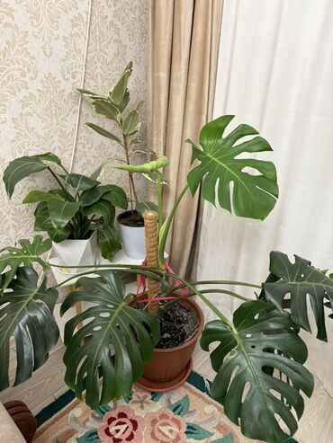 тумбочка для детских вещей: Монстера делициоза (Monstera deliciosa) в горшке с опорой. - Крупное