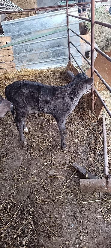 Коровы, быки: Продаю | Музоо, торпок | На откорм — 6