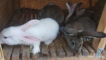 корм для кролика: Продаю | Крольчата | Белый великан, Фландр | Племенные