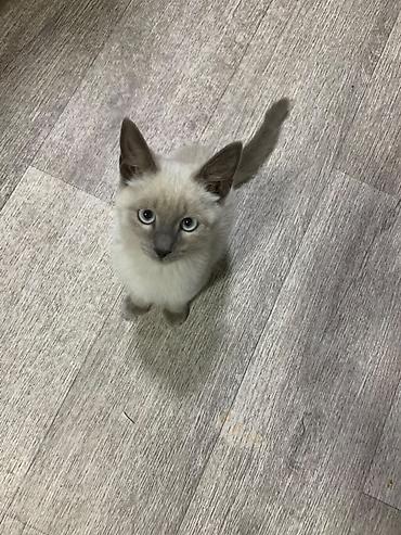 коты сиамские: Кошка даром: Сиамская, 6 месяцев, Мальчик, Приучена к лотку — 1