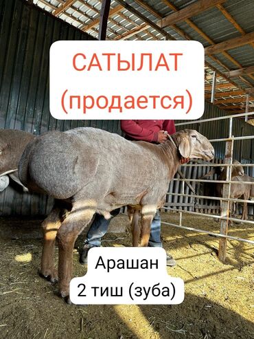 бараны матки: Продаю | Баран (самец) | Арашан | Для разведения