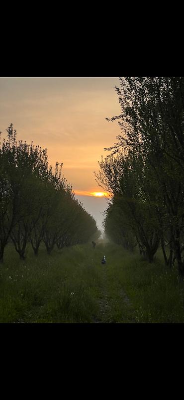 yasmada torpaq satilir: 200 sot, Mülkiyyətçi, Kupça (Çıxarış) — 2