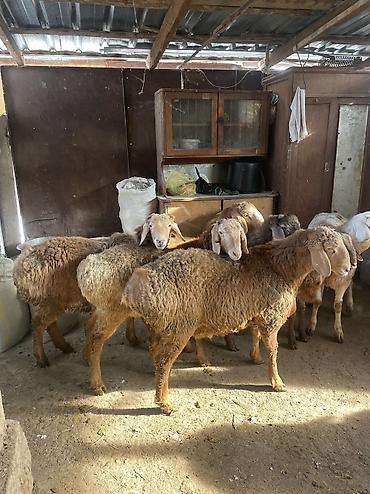 Баран, овца: Продаю | Ягненок, Баран (самец) — 5