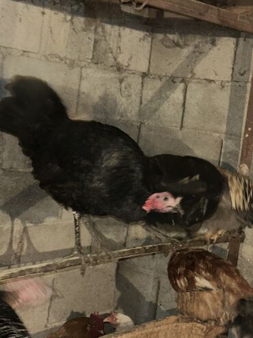 Индюки: Продаю | Индюк (самец) | Для разведения | Племенные — 6