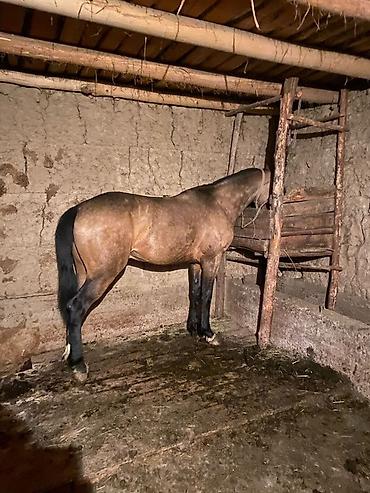 Лошади, кони: Продаю | Жеребец | Рабочий — 5