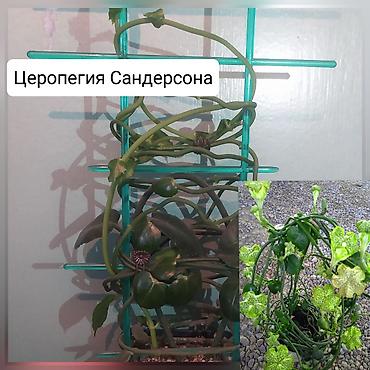 Другие комнатные растения: Продаю цветы — 9