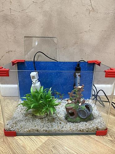 betta balıq: Dördbucaq akvarium, Boş, 30 l, Ünvandan götürmə — 1