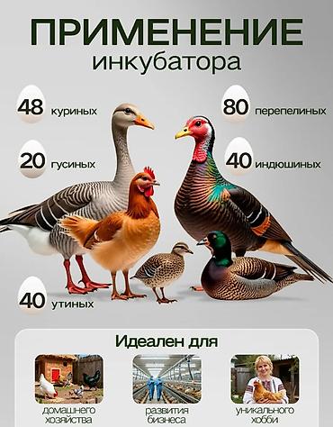 инкубаторы несушка: Инкубатор для яиц WONEGG на 48 яиц - Вместимость: до 48 — 9
