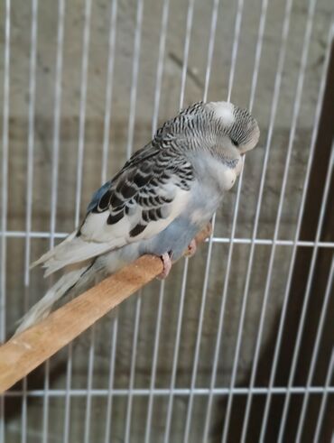 Tutuquşları: Salam 2ayliq çexlər və hazır çexlər satılır. Rəngləri çox gözəldi və — 7