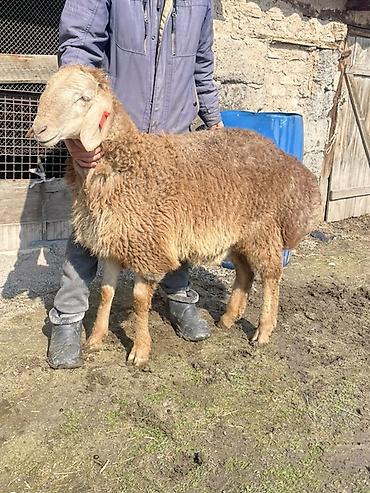 Баран, овца: Продаю | Овца (самка) | Для разведения | Матка — 1