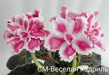 фиалки мини: Сенполии (фиалки) из коллекционных сортов. - KO-Пасмурный Декабрь — 7