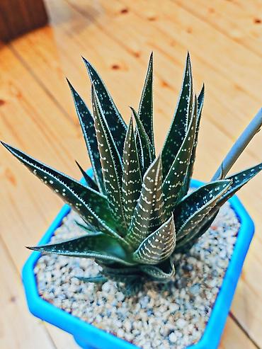 hilba bitkisi: Hibrid aloe "Tiki tahi". Ölçülər- hündürlük bitkinin özü 20 sm, qabla — 2