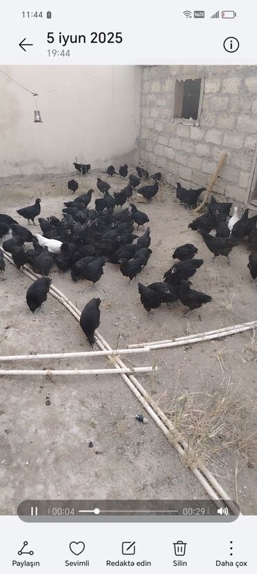 Akvariumlar: Təmiz 4 aylıq avastloroq 1 ədədi sonu 20 manat 100 ədədi ən az 20 ədəd