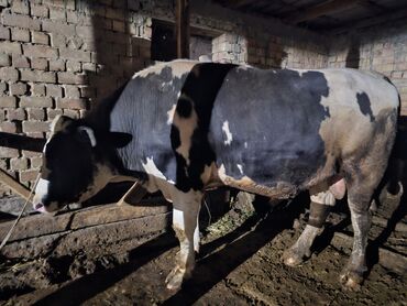 Коровы, быки: Продаю | Бык (самец) | Алатауская | На забой | Искусственник