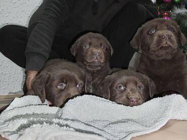 psi na poklon pozarevac: Cokoladni stenci Labrador retriver Na prodaju stenci labrador