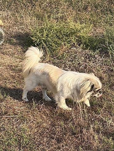 it pekines: Pekines, 1 il, Erkək, Peyvəndli — 2