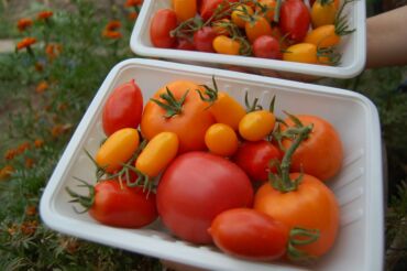 Другие услуги: Ищу бизнес партнера, инвестора, для выращивания овощей (открытый — 20