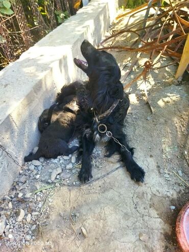 кокер спаниель в Кыргызстан | СОБАКИ: Отдам даром собаку с семи щенятами в сокулуке собака спаниель щенята