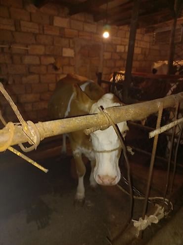 Inəklər, öküzlər: Simental tipli inək – damazlıq və ya süd istehsalı üçün - Rəng — 2