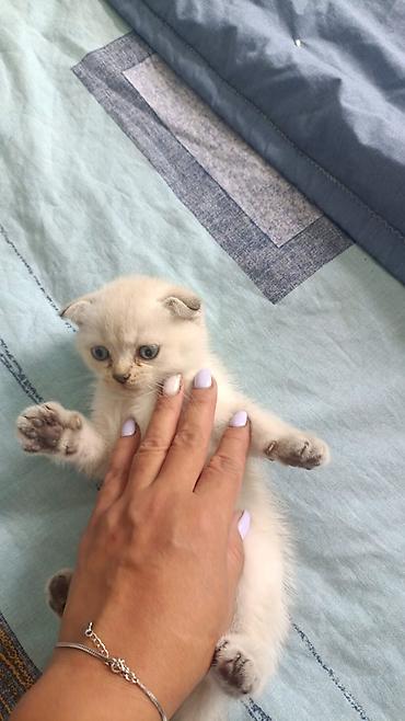 Pişiklər: Fars, Erkək, Dişi, Yaxşı əllərə, Ünvandan götürmə, Pulsuz çatdırılma, Ödənişli çatdırılma — 8