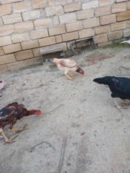 Xoruzlar: Cins: Uzunboyun yerli döyüş tipli toyuq-quş (xanxır/mix) Təsvir: - — 8