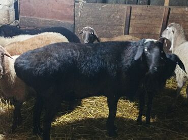 Qoyunlar, qoçlar: GİSAR QOCU. İKİ YAŞ YARİMLİQ. Diri çəkisi 93 kq.TAM SAQLAM. QOYUN — 6