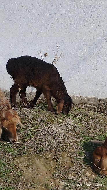 Баран, овца: Продаю | Овца (самка) | Для разведения | Матка — 13